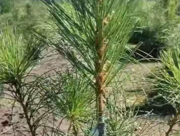 紅嫁紅營養(yǎng)杯苗子